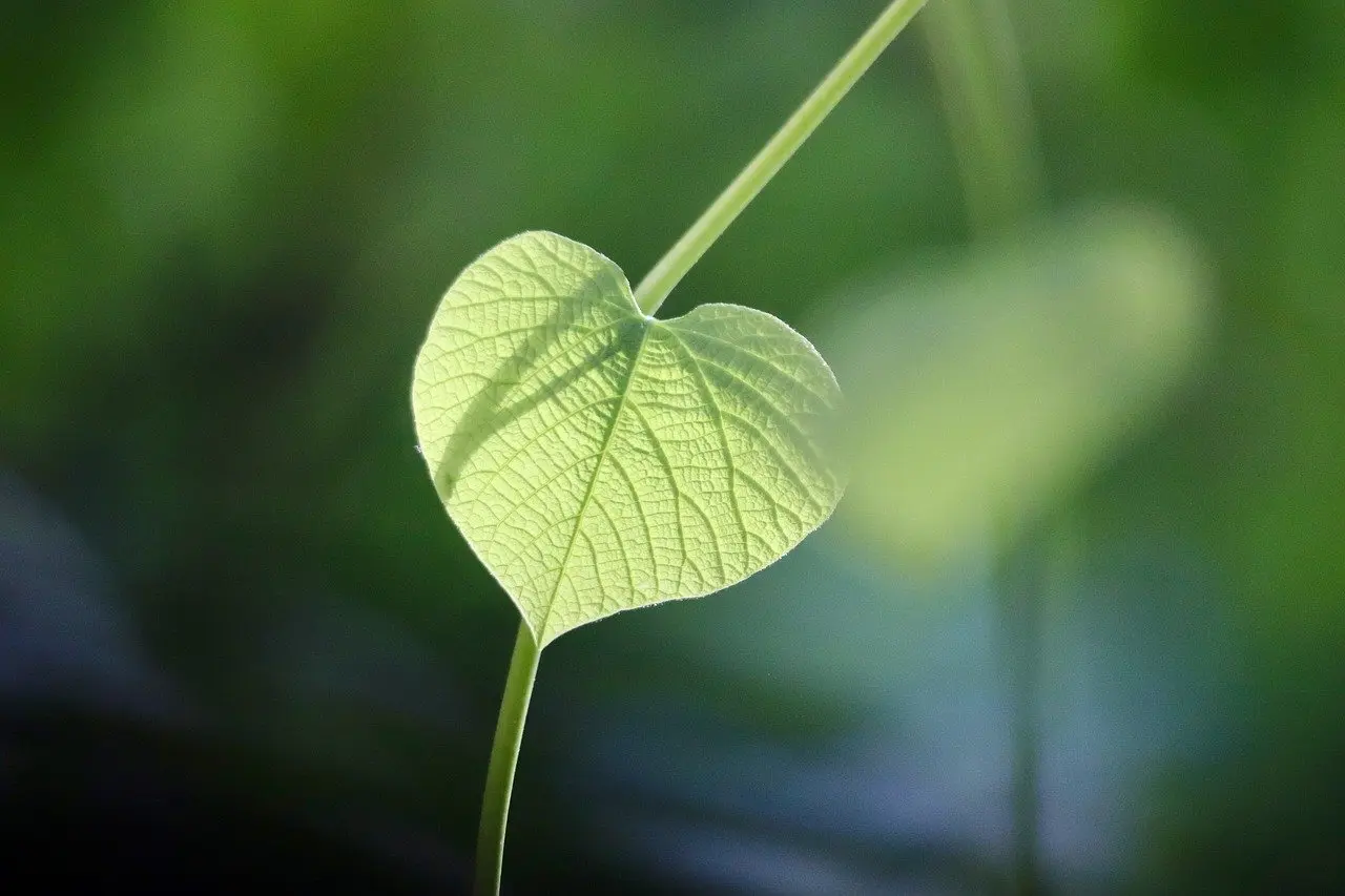Krydsord Hjælp: Plantedele